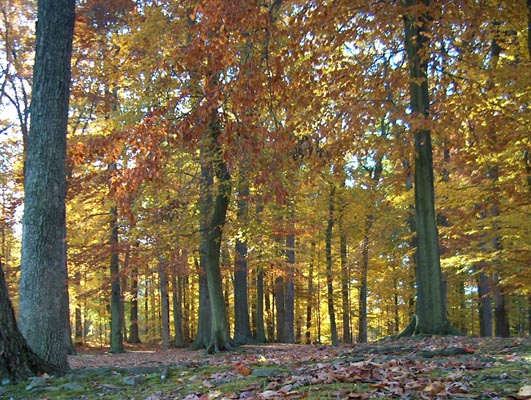 Oley Township